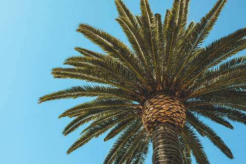 palm tree green palm tree in low angle photography arecaceae